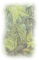 Carboniferous Forest