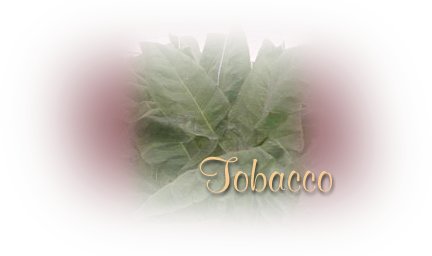 Tobacco Plants