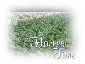 Harvest Time In the Tobacco Fields